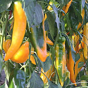 POIVRON 'Corno di Bue Giallo'