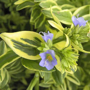 POLEMONIUM caeruleum 'Blanjou' ® (Brise d'Anjou)