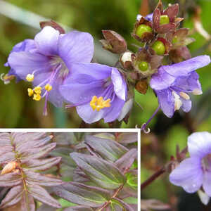 POLEMONIUM caeruleum 'Purple Rain'