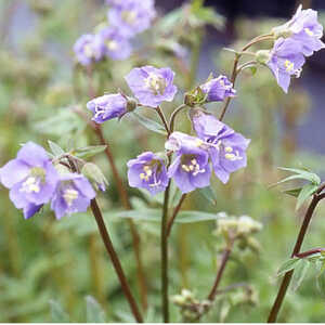 POLEMONIUM 'Sapphire'