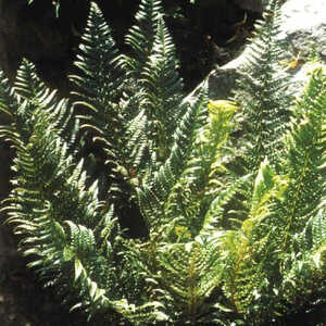 POLYSTICHUM aculeatum