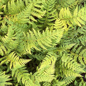 POLYSTICHUM braunii