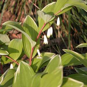 POLYGONATUM multiflorum 'Variegatum'