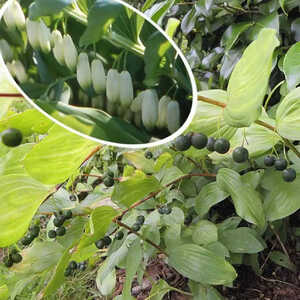 POLYGONATUM multiflorum