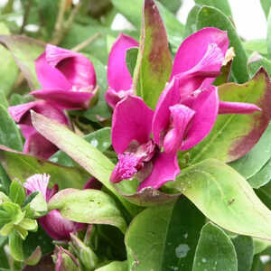 POLYGALA myrtifolia 'Nana'