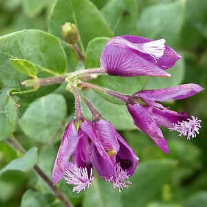 POLYGALA myrtifolia