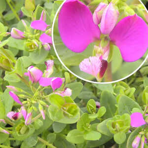 POLYGALA procumbens