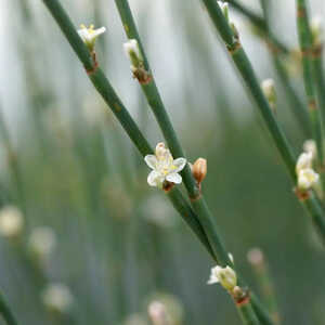 POLYGONUM scoparium