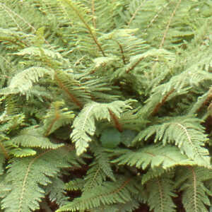 POLYSTICHUM setiferum 'Proliferum'