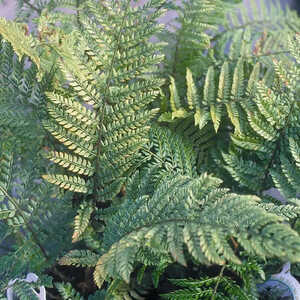 POLYSTICHUM setiferum 'Pulcherinum Bevis'