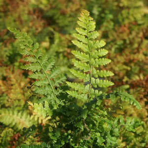 POLYSTICHUM setiferum