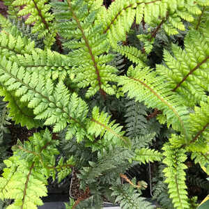 POLYSTICHUM 'Shiny Holly'