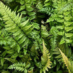 POLYSTICHUM tsussimense