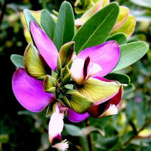 POLYGALA virgata