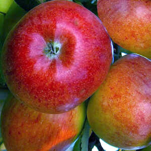 Pommier 'Braeburn'