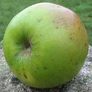 Pommier 'Granny Smith'