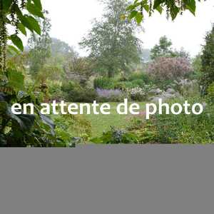 MALUS domestica 'Jonathan'