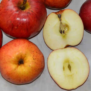 Pommier 'Querina'