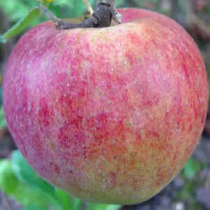 MALUS domestica 'Reinette Bauman'
