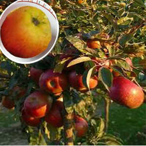MALUS domestica 'Rouget de Dol'