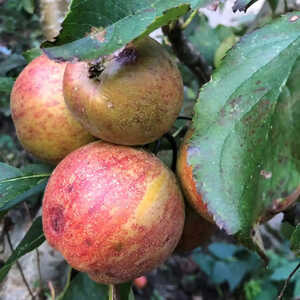 Pommier 'Rubinette'