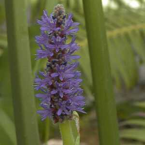 PONTEDERIA cordata