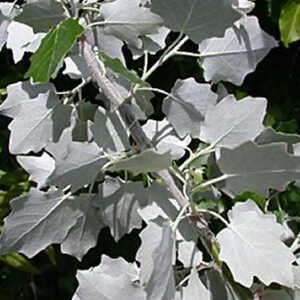 POPULUS alba