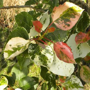 POPULUS x jackii 'Aurora'