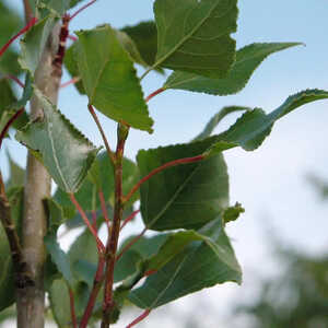 POPULUS nigra 'Italica'