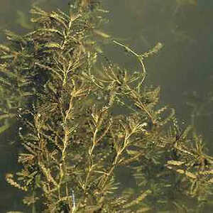 POTAMOGETON crispus