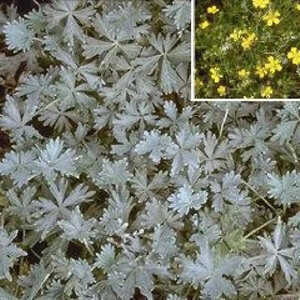 POTENTILLA argentea