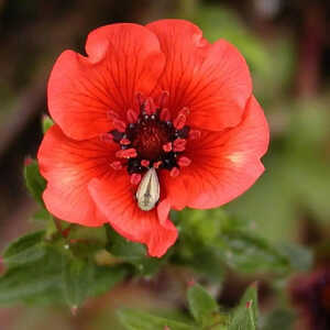 POTENTILLA atrosanguinea