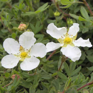 POTENTILLA fruticosa 'Abbotswood'