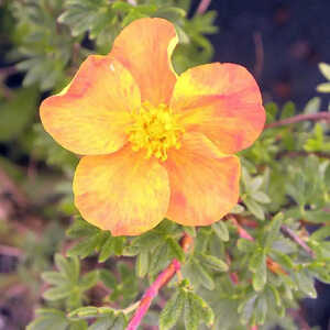 POTENTILLA fruticosa 'Annette'