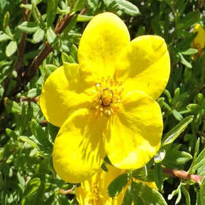 POTENTILLA fruticosa 'Goldfinger'