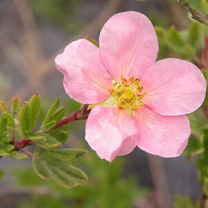 POTENTILLA fruticosa 'Lovely Pink'