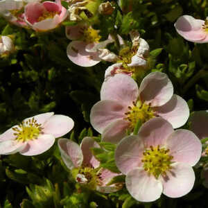 POTENTILLA fruticosa 'Pretty Polly'