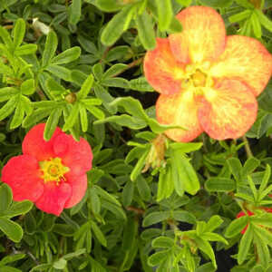 POTENTILLA fruticosa 'Red Ace'