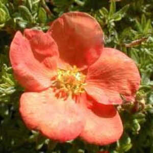 POTENTILLA fruticosa 'Red Jocker'