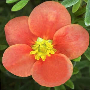 POTENTILLA fruticosa RED'ISSIMA®