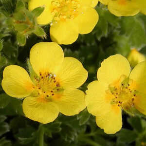 POTENTILLA megalantha