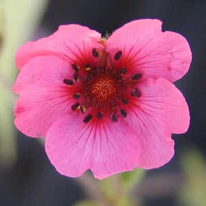 POTENTILLA nepalensis 'Miss Wilmott'