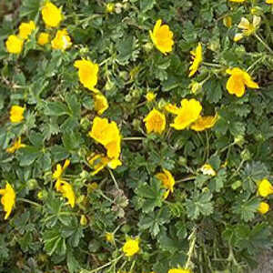 POTENTILLA neumanniana 'Nana'