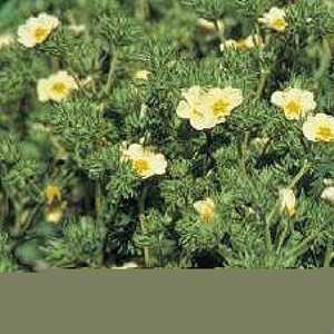 POTENTILLA recta 'Sulphurea'