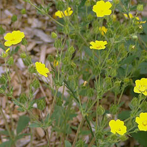 POTENTILLA recta