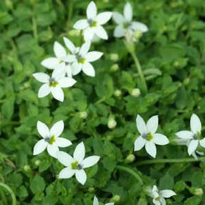 PRATIA pedunculata 'Alba'