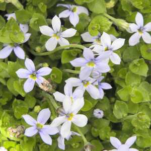 PRATIA pedunculata