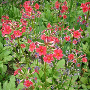 PRIMULA beesiana