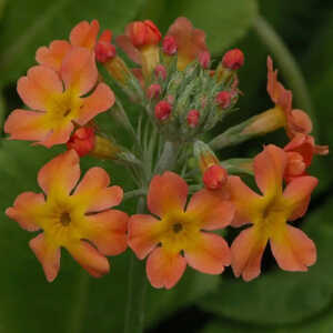 PRIMULA x bulleesiana