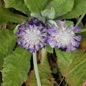 PRIMULA capitata